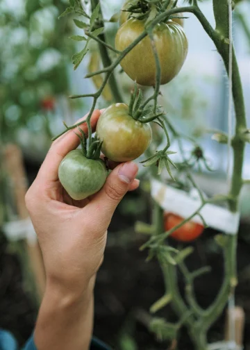 hand holding tomato