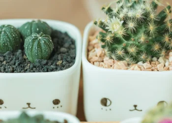 How Cactus Reproduce