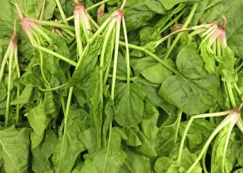 How to Grow Spinach From Scraps