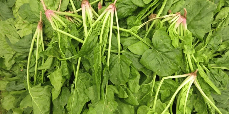 How to Grow Spinach From Scraps