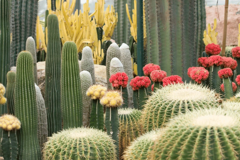 a lot of cacti