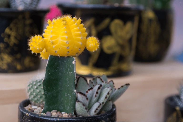 cactus reproduced by grafting