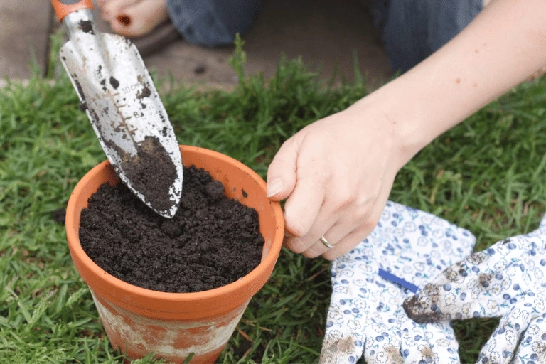 prepare soil and pot