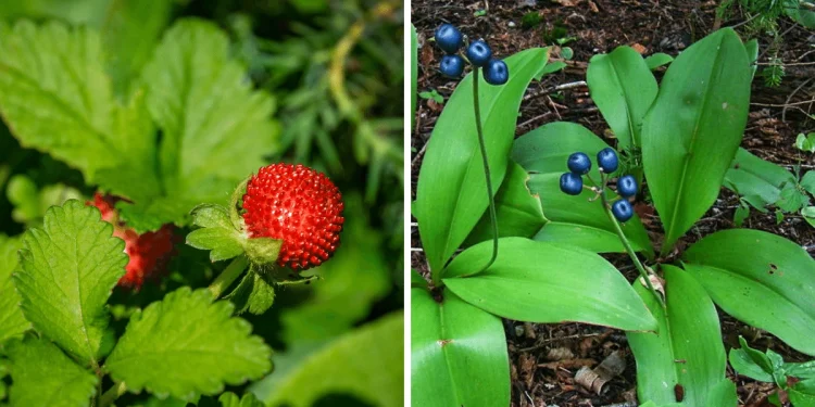 Are Snake Berries Poisonous or Edible