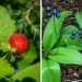 Are Snake Berries Poisonous or Edible