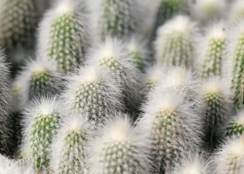 Hairy Cactus Explained