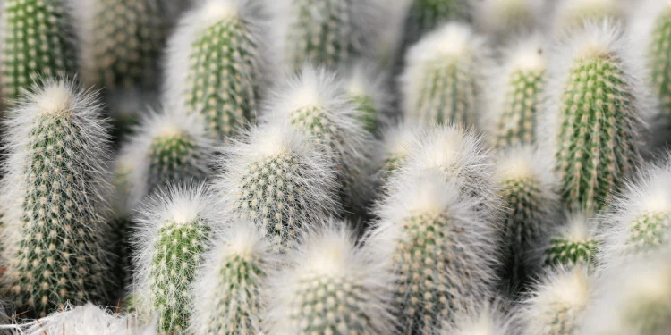 Hairy Cactus Explained