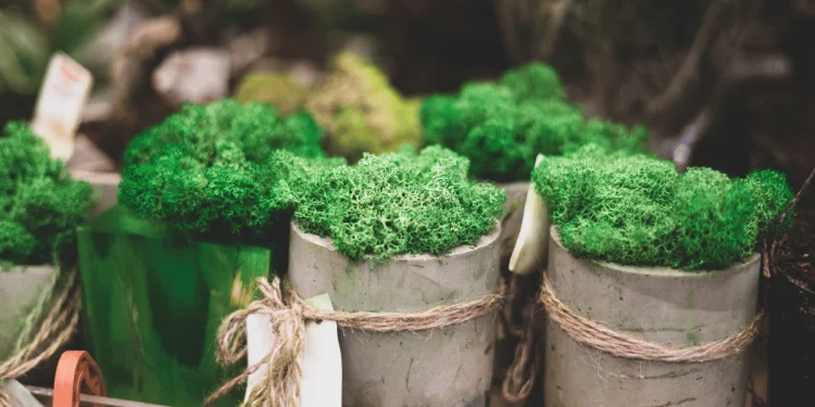 Is Moss Good for Potted Plants