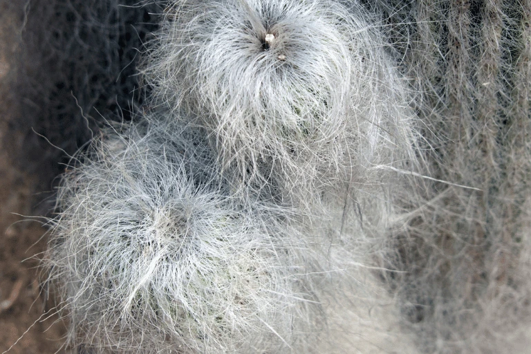 Old man cactus Cephalocereus senilis