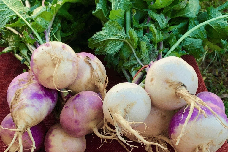 harvest turnips