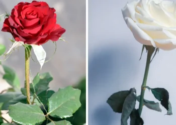 Can a Rose Plant Survive without Leaves