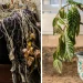 How to Tell if a Plant is Dying