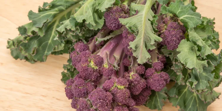 Why are Broccoli Leaves Turning Purple