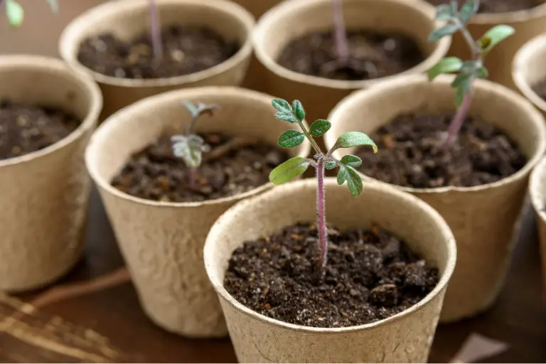 biodegradable pots advantage for transplanting