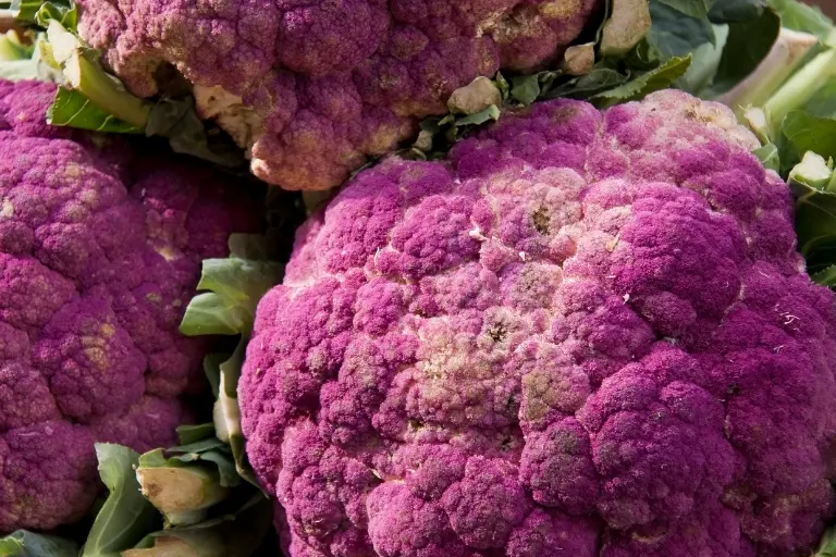 summer purple broccoli