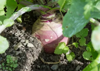 How to Grow Rutabaga from Scraps