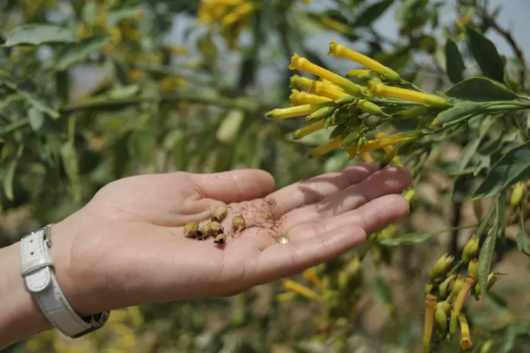 grow mustard from mustard seeds