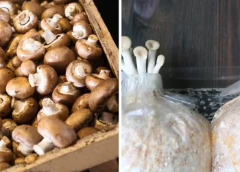 how to grow Mushrooms from store bought mushrooms