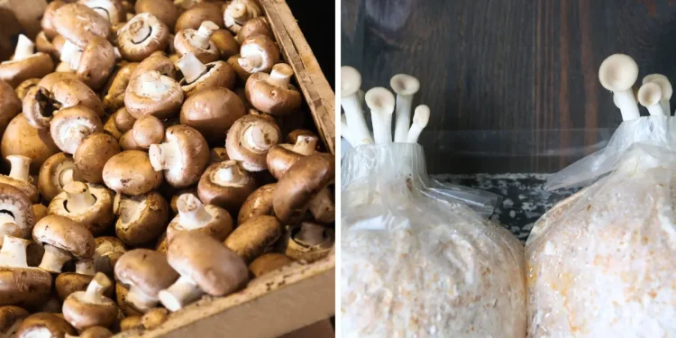 how to grow Mushrooms from store bought mushrooms