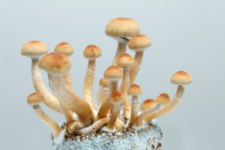 mushroom mycelium