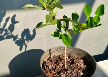 How to Grow Kaffir Lime Tree from Cuttings