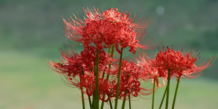 Spider Lilies meaning