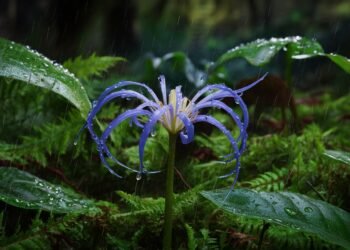 Blue spider lily