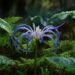 Blue spider lily